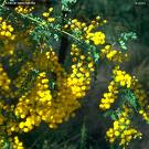 wattle