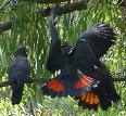 cockatoo