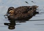 black duck