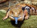 bluetongue