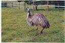 female emu