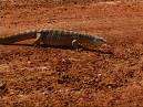 goanna