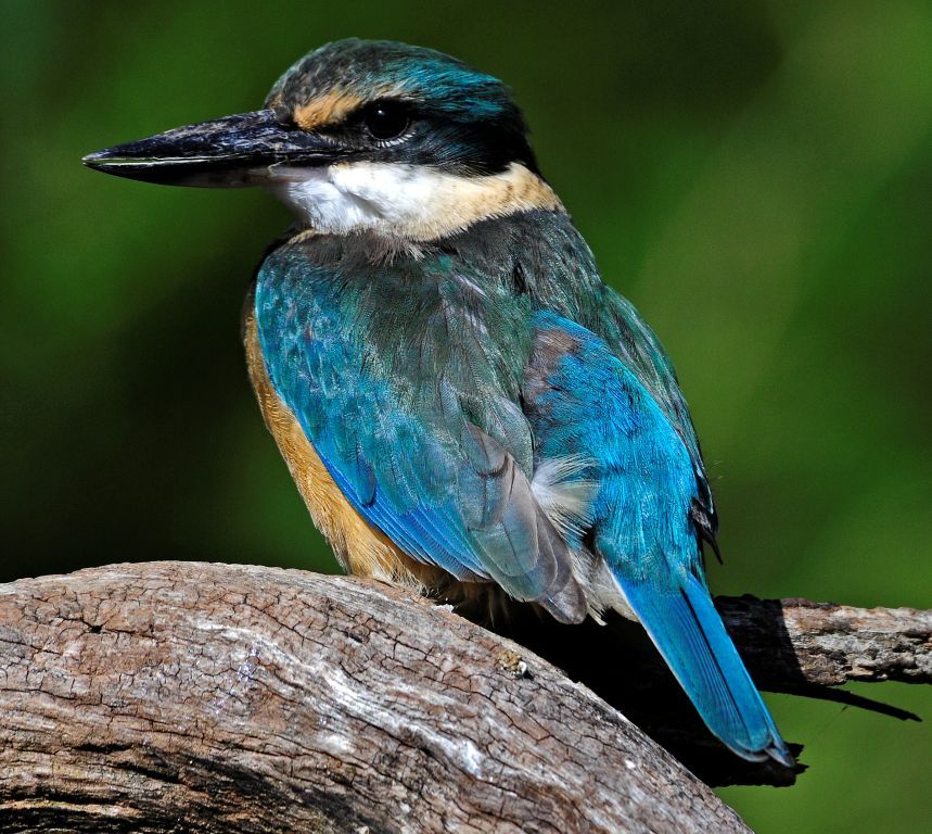 sacred kingfisher