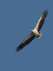 sea eagle