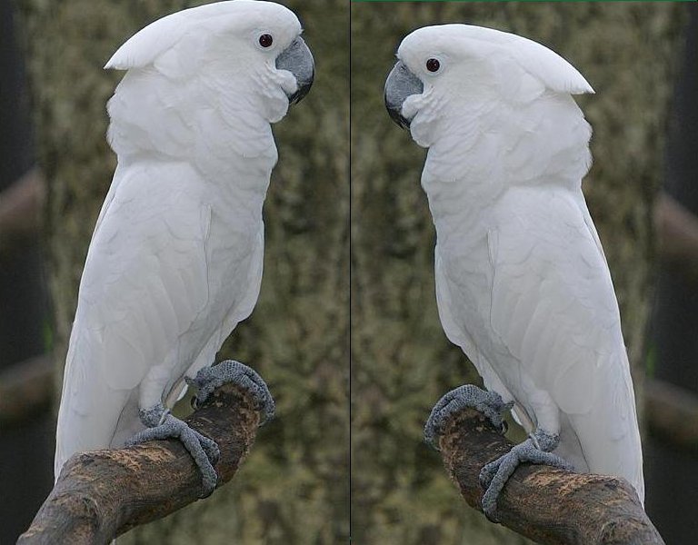 cockatoo